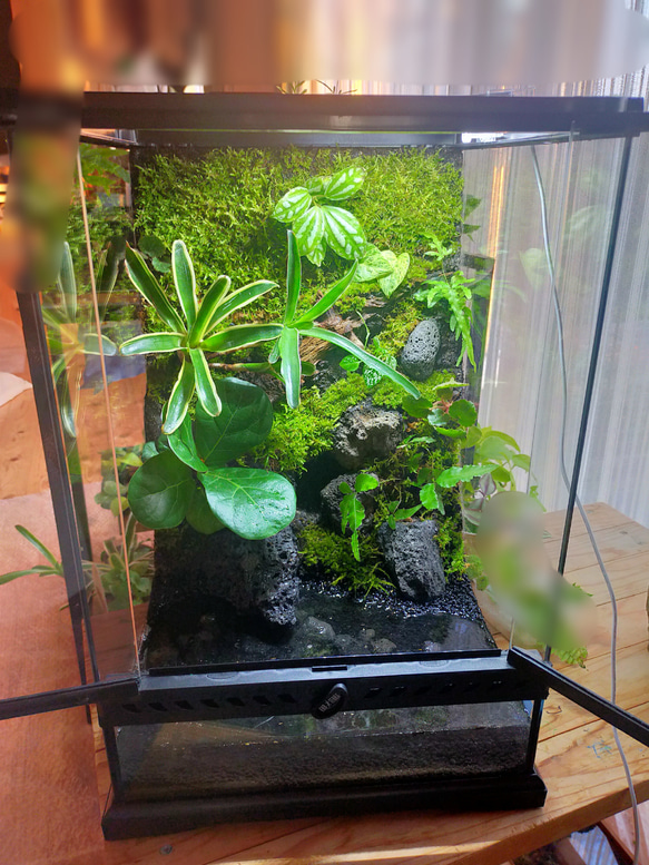 隠れ家付き！苔テラリウム、生体飼育ケージ 【公式通販】