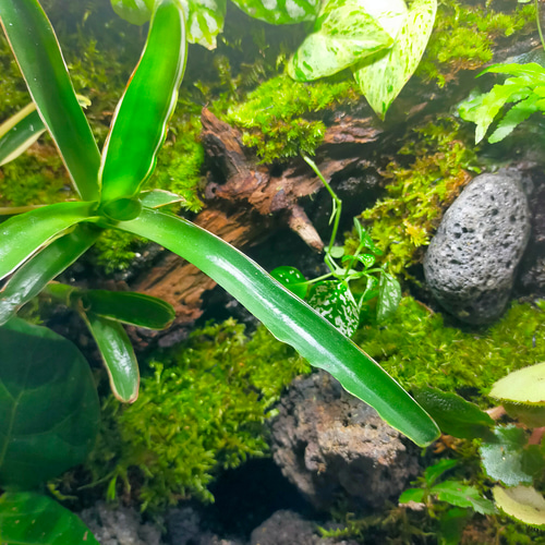 隠れ家付き！苔テラリウム 観葉植物 溶岩石レイアウト 生体飼育