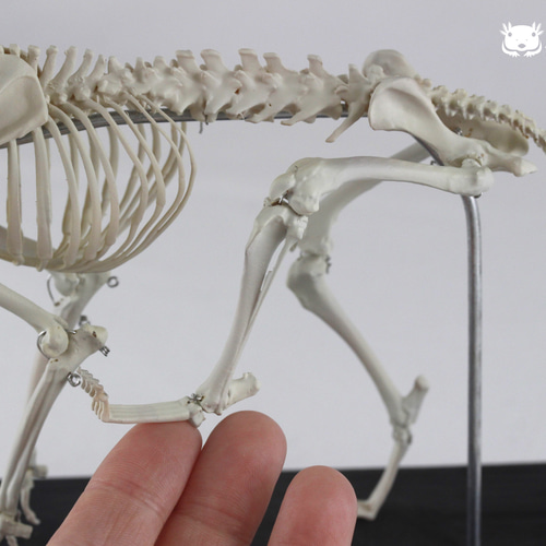 イヌの全身骨格模型 ☆レプリカ☆ 【公式通販】