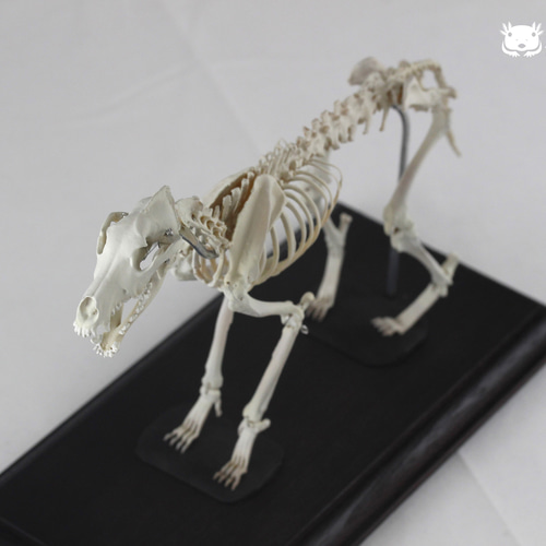 可動式】イヌ 縮小全身骨格レプリカ Dog（納期：3週間） その他