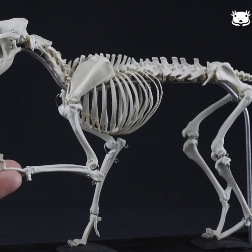 可動式】イヌ 縮小全身骨格レプリカ Dog（納期：3週間） その他置物 