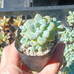 【期間限定送料無料】 ステキ‼️ カット エケベリア白月影(多頭)❣️ 多肉植物(韓国苗) その他多肉植物