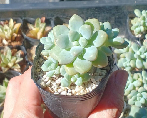 多肉植物 韓国苗 くりりん様 ピンクハリン錦 厳選韓国苗 多肉 抜き苗 ネームタグ付き 多肉