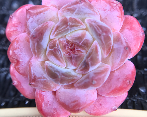 SALE❣️超可愛い エケベリア 桜キャンディークリスタル 4-5cm 抜き苗