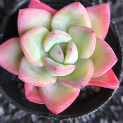 超可愛い 多肉植物 エケベリア 苺のシュークリーム 4-5cm 1株 多肉植物