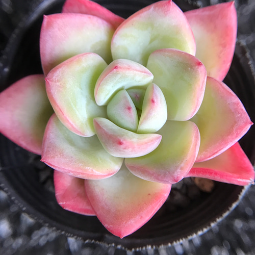 超可愛い 多肉植物 エケベリア 苺のシュークリーム 4-5cm 1株