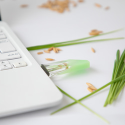 ねこ草の芽の透明USBメモリ【Catgrass-RonRon】(32,64GB) 透明USBメモリ猫草Ver. 9枚目の画像