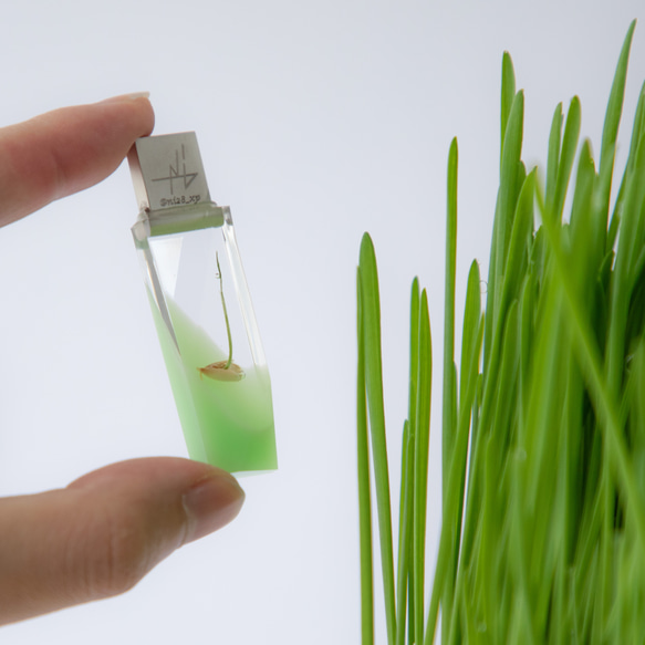 ねこ草の芽の透明USBメモリ【Catgrass-RonRon】(32,64GB) 透明USBメモリ猫草Ver. 16枚目の画像