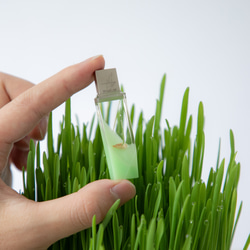 ねこ草の芽の透明USBメモリ【Catgrass-RonRon】(32,64GB) 透明USBメモリ猫草Ver. 15枚目の画像