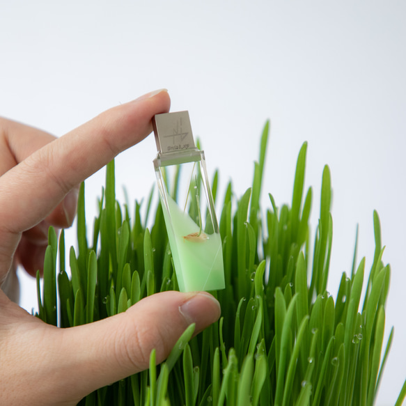 ねこ草の芽の透明USBメモリ【Catgrass-RonRon】(32,64GB) 透明USBメモリ猫草Ver. 15枚目の画像