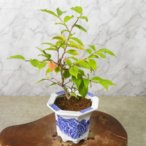☆ENGEI ichioki☆友禅ケヤキ・小品盆栽01◇葉は全て落葉してい ☆ENGEI ichioki☆友禅ケヤキ・小品盆栽01◇葉は全て落葉してい