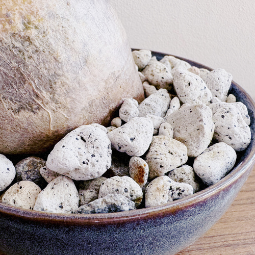 人気の塊根をbotanissimo風にアレンジ「パキポディウム グラキリス