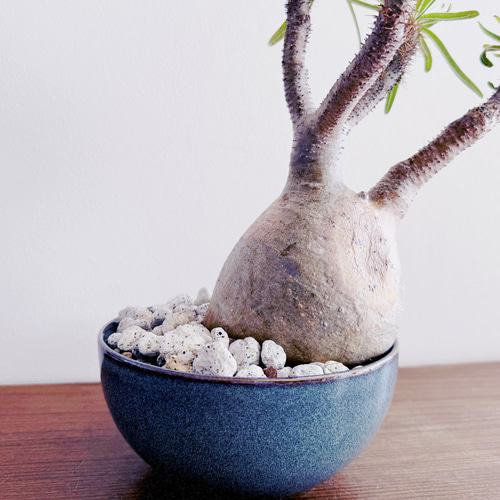 100粒　パキポディウム グラキリス 人気の塊根をbotanissimo風にアレンジ「パキポディウム グラキリス