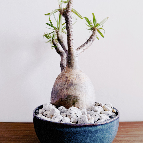 人気の塊根をbotanissimo風にアレンジ「パキポディウム グラキリス