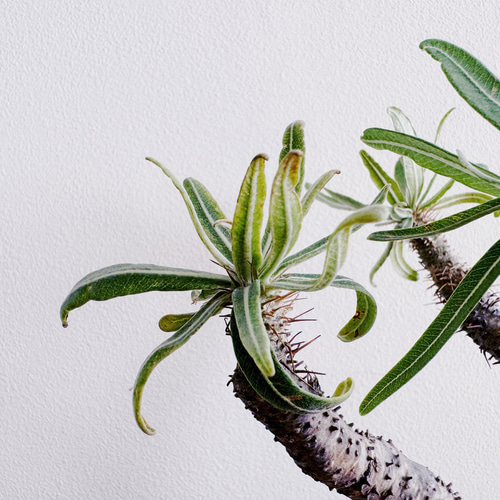 人気の塊根をbotanissimo風にアレンジ「パキポディウム グラキリス