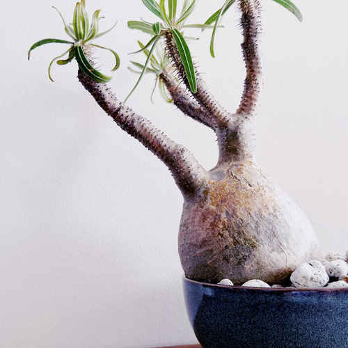 10月で出品取り止め　パキポディウム・グラキリス 人気の塊根をbotanissimo風にアレンジ「パキポディウム グラキリス