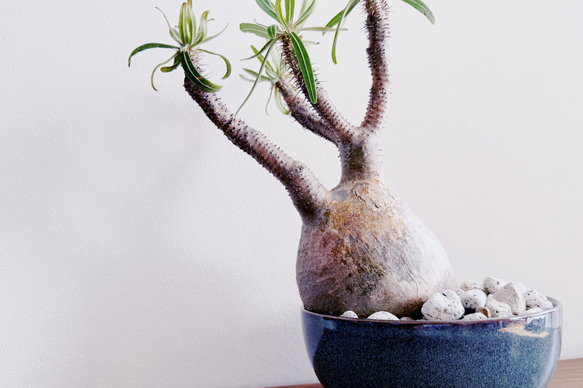 パキポディウム グラキリス オブジェ クラフトプランツ 美術品 Olive