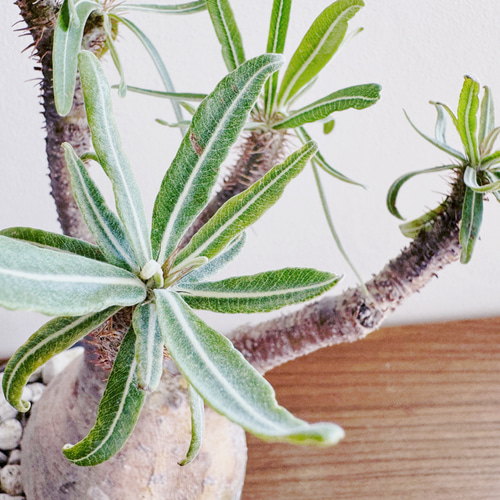 人気の塊根をbotanissimo風にアレンジ「パキポディウム グラキリス