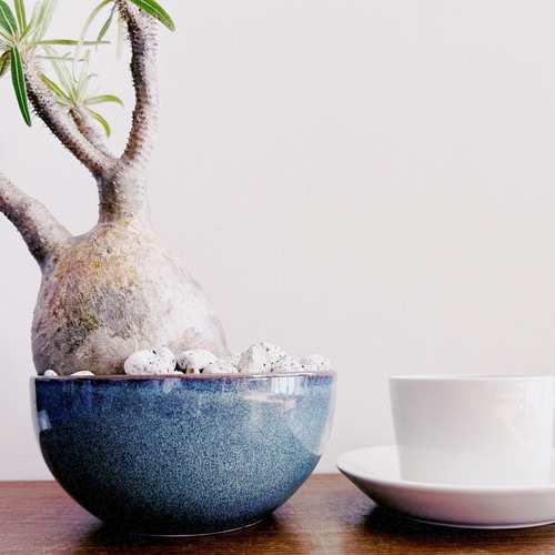 人気の塊根をbotanissimo風にアレンジ「パキポディウム グラキリス