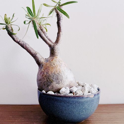 人気の塊根をbotanissimo風にアレンジ「パキポディウム グラキリス