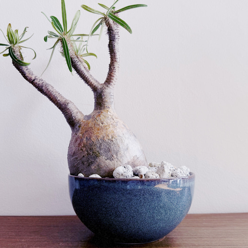 人気の塊根をbotanissimo風にアレンジ「パキポディウム グラキリス