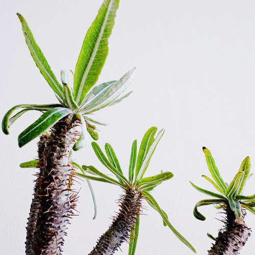 グラキリス　パキポディウムグラキリス 塊根植物　塊根幅約13センチ 宝石のような観葉植物のお店 【Jewelry Plant】 【希少品種