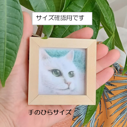 しろいねこ 確認用 白猫確認用