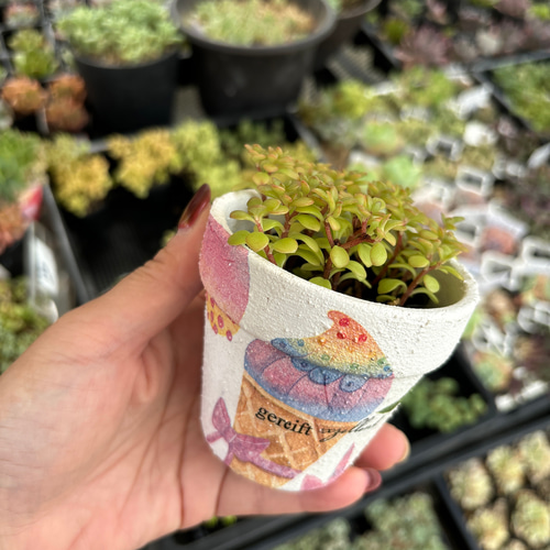 リメイク鉢3.5号&2.5号 多肉植物 リメ鉢リメ缶 ガーデニング 