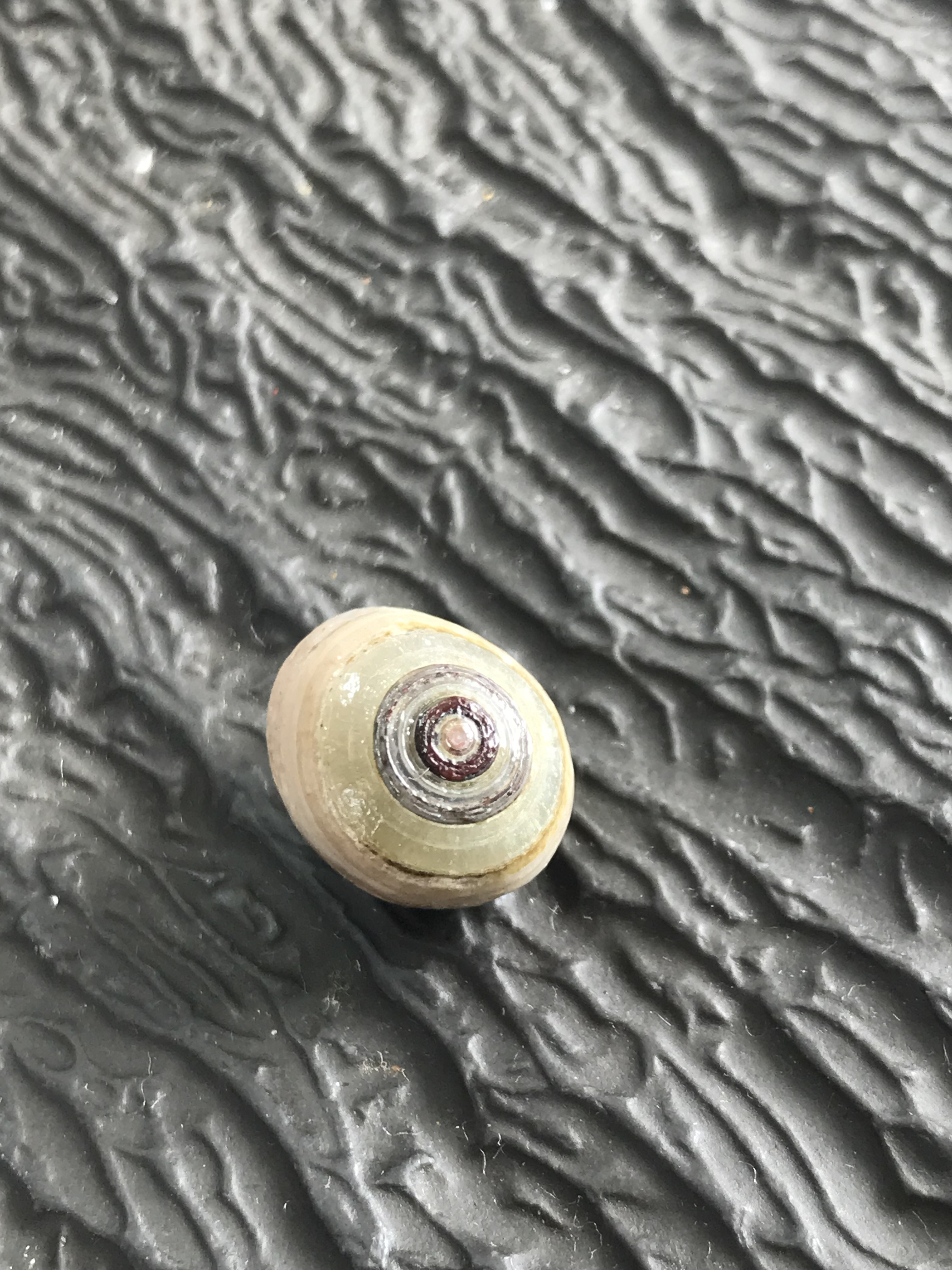 ゴビ石−1306 眼石　原石　『トンボの目』