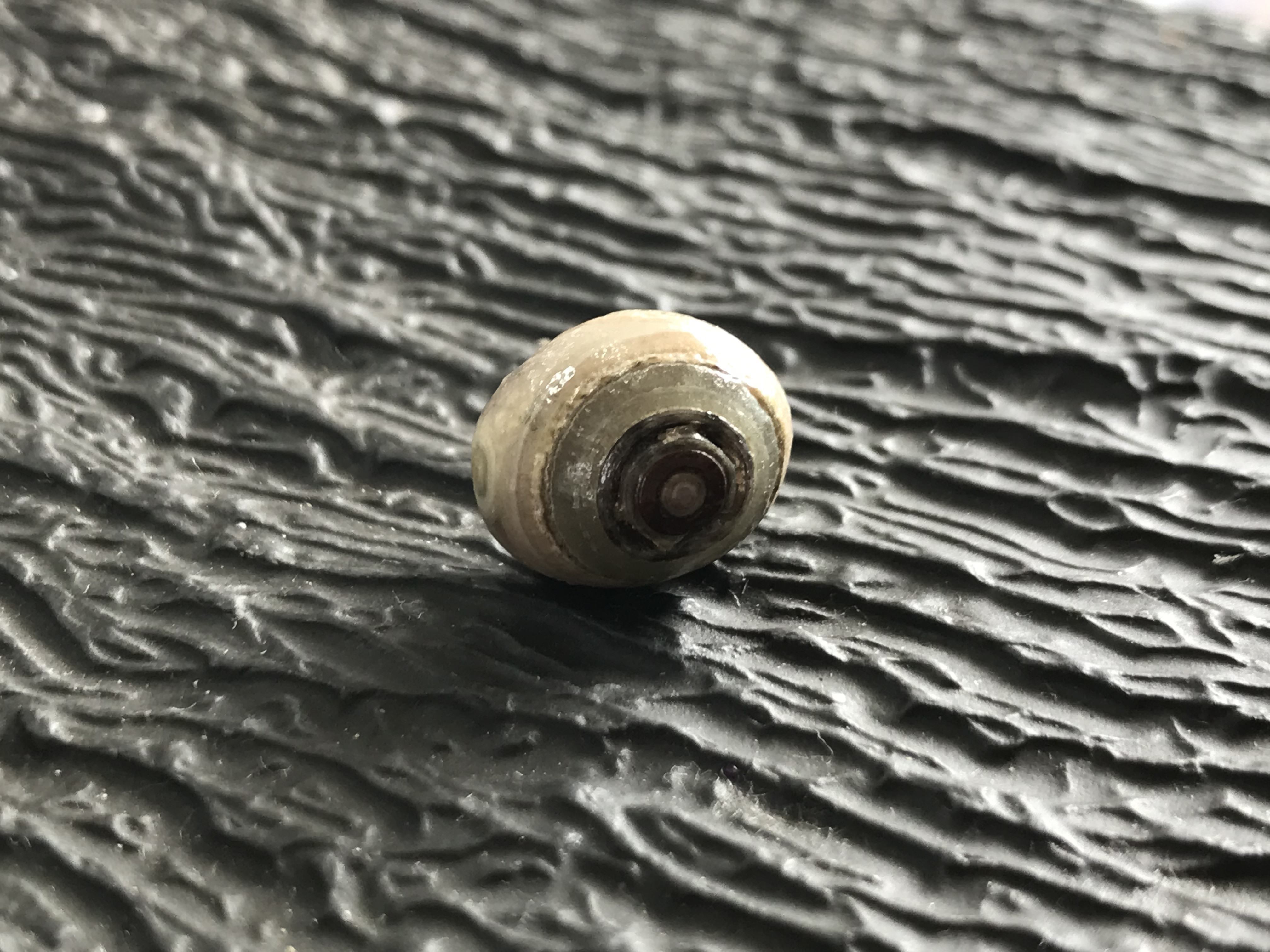 ゴビ石−1306 眼石　原石　『トンボの目』