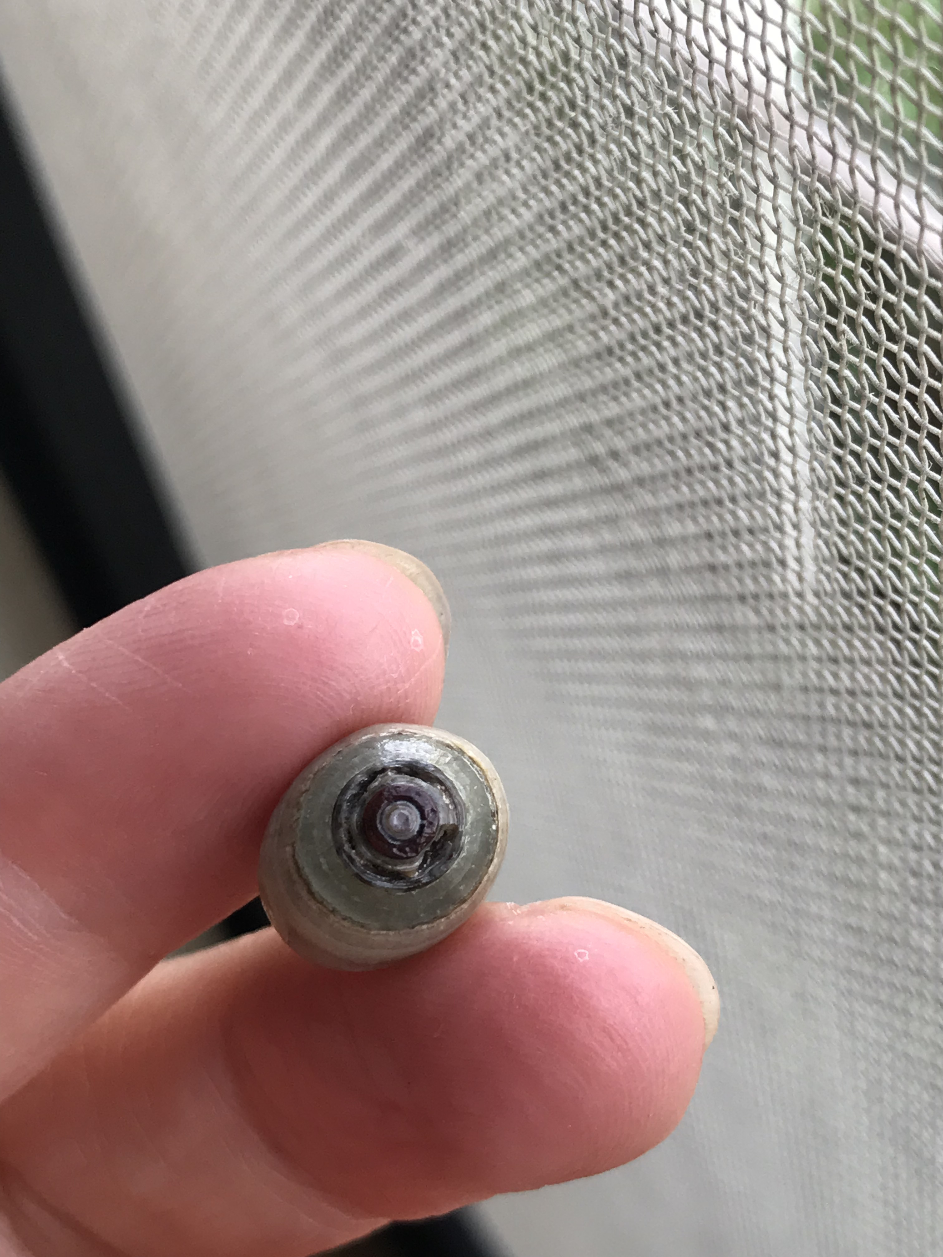 ゴビ石−1306 眼石　原石　『トンボの目』