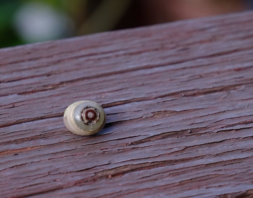 ゴビ石−1306 眼石　原石　『トンボの目』