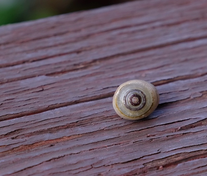 ゴビ石−1306 眼石　原石　『トンボの目』