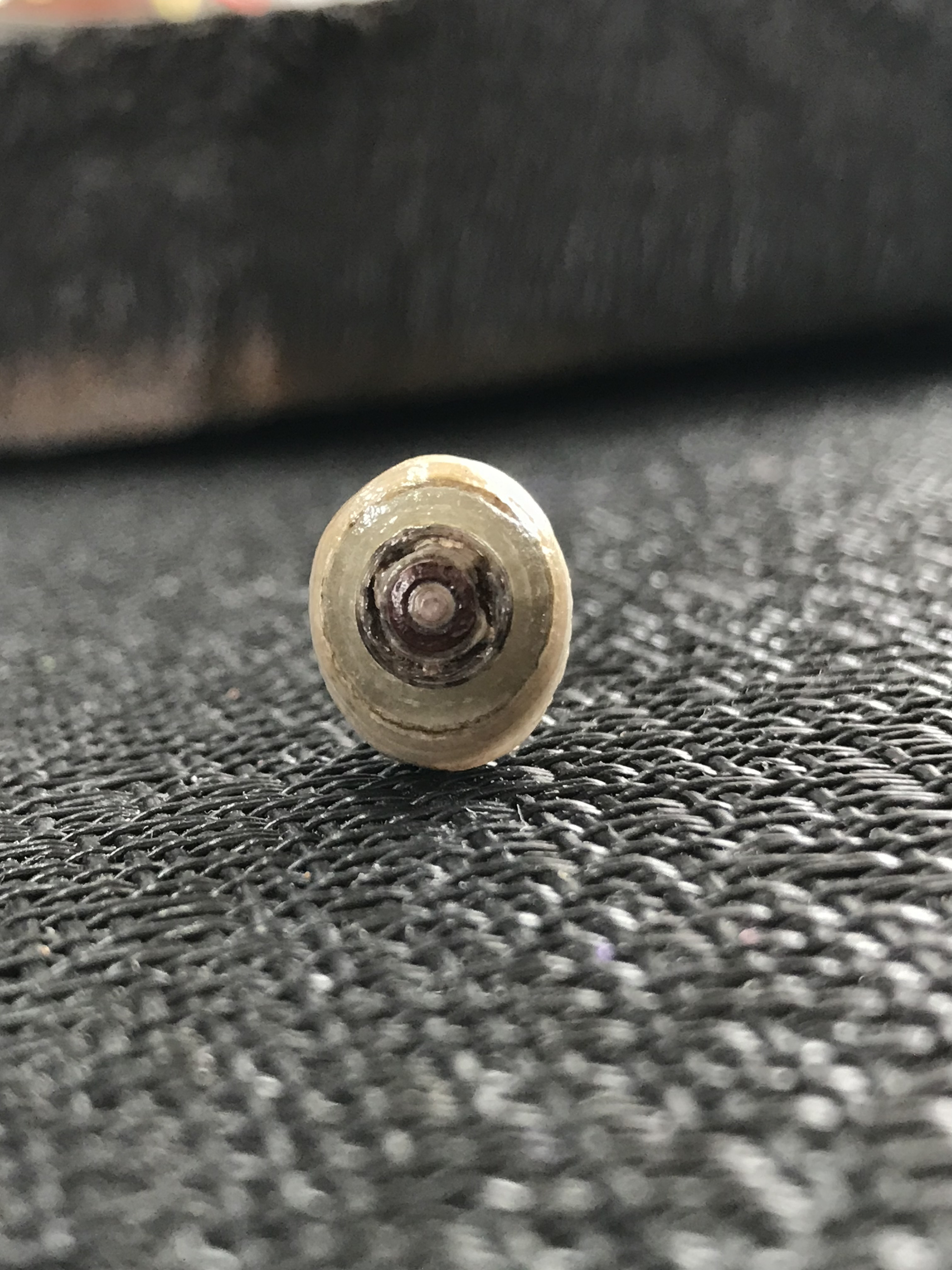 ゴビ石−1306 眼石　原石　『トンボの目』