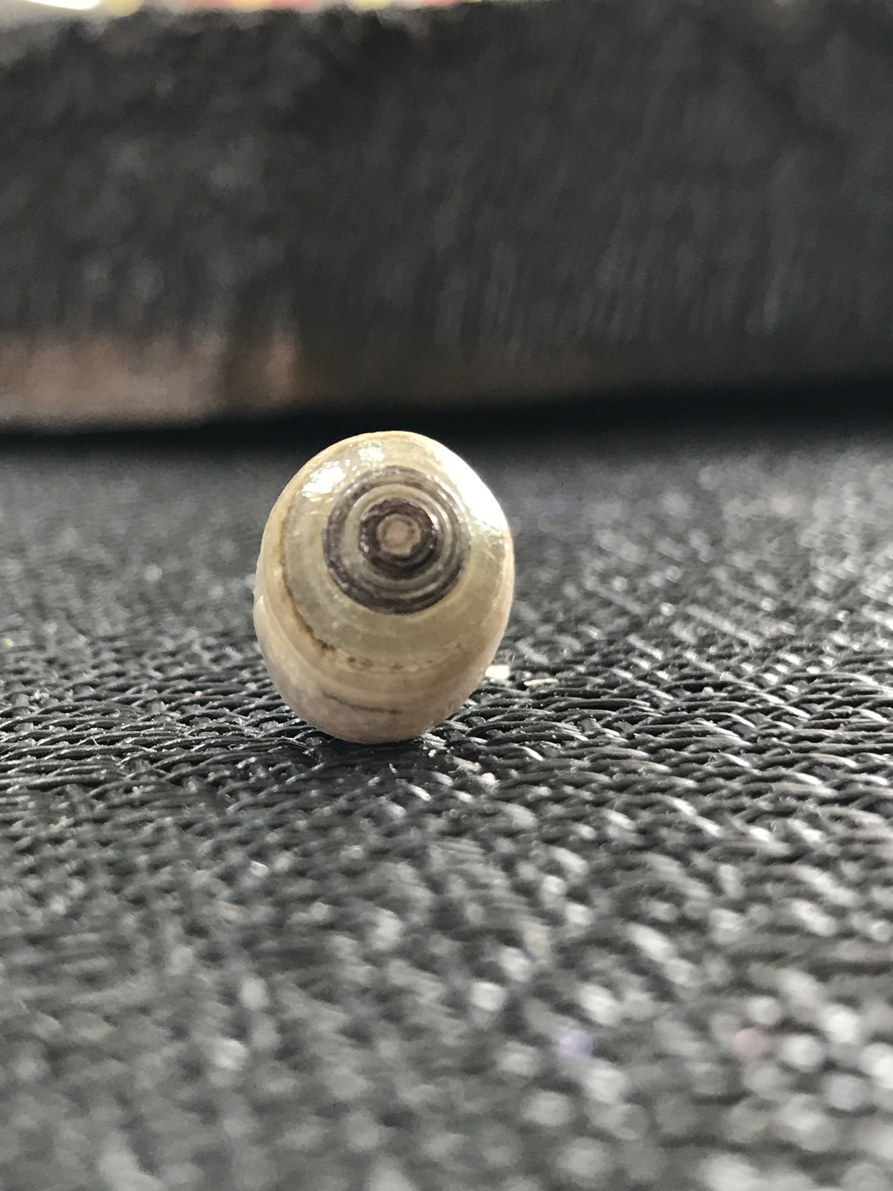 ゴビ石−1306 眼石　原石　『トンボの目』