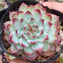 多肉植物(韓国苗) エケベリア マーシェル❣️ 多肉植物 ウォール 通販