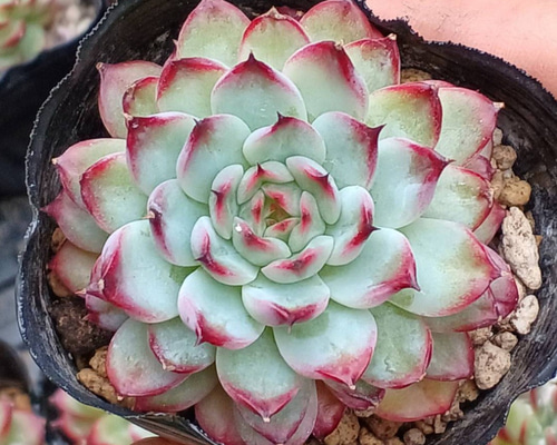17.多肉植物 エケベリア 韓国苗 名無し エケベリア韓国苗：カット苗 7株セット の通販 | 園芸ネット