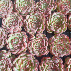 ずっしり‼️ 多肉植物(韓国苗) エケベリア ブルーピーコック ずっしり‼️ 多肉植物(韓国苗) エケベリア ブルーピーコック