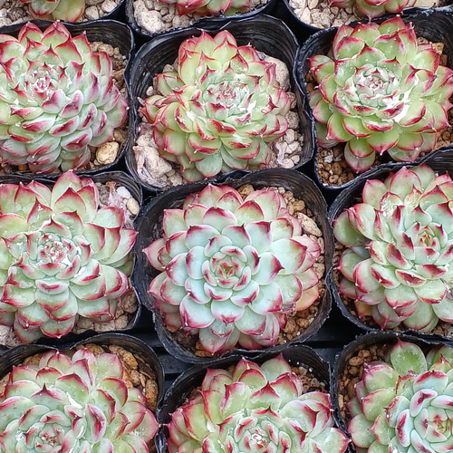 多肉植物(韓国苗) エケベリア マーシェル❣️ 多肉植物 ウォール 通販