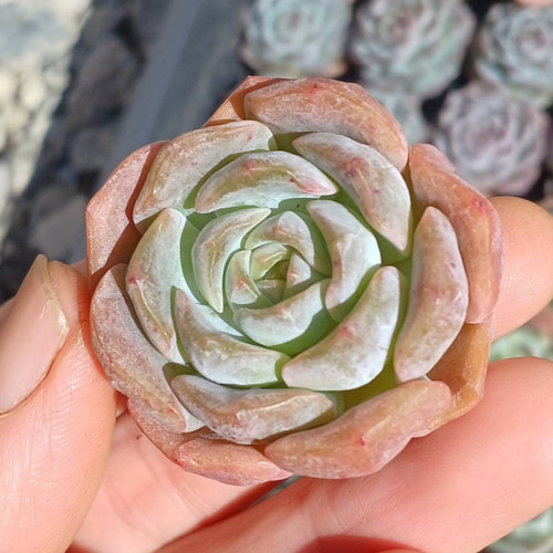 多肉植物(韓国苗) エケベリア アイスクリスタル❣️ 多肉植物 ウォール