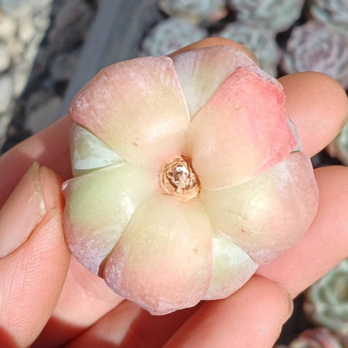 多肉植物　韓国苗　アイスハートクリスタル　大きめ　発根済み 多肉植物(韓国苗) エケベリア アイスクリスタル❣️ 多肉植物 ウォール