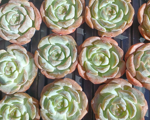 9fd38645f5f95d8947b687fd381a9d