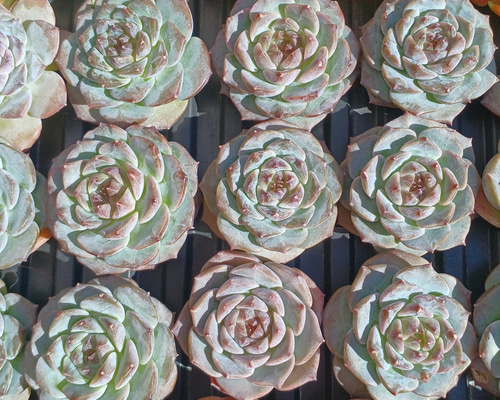 多肉植物(韓国苗) エケベリア アイススピリット❣️ 多肉植物 ウォール