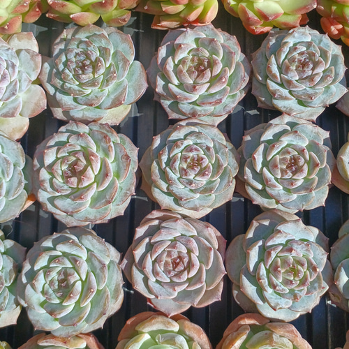 多肉植物(韓国苗) エケベリア アイススピリット❣️ 多肉植物