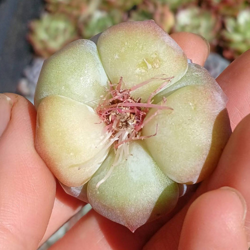 多肉植物(韓国苗) エケベリア アイススピリット❣️ 多肉植物