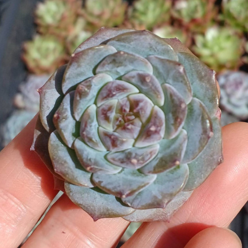 アイススピリット エケベリア 多肉植物 韓国苗