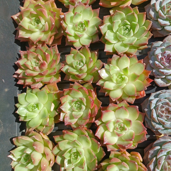 多肉植物(韓国苗) エケベリア リトルコンチ❣️ 多肉植物