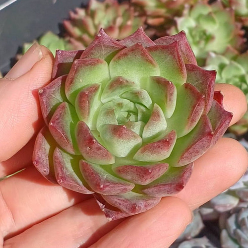 多肉植物(韓国苗) エケベリア リトルコンチ❣️ 多肉植物 ウォール