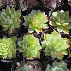 多肉植物(韓国苗) エケベリア リトルコンチ❣️ 多肉植物 ウォール
