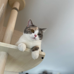 キャットタワー テラスコンパクトに新色追加！　個性で差のつく選べるポイントカラーバージョン！ 13枚目の画像